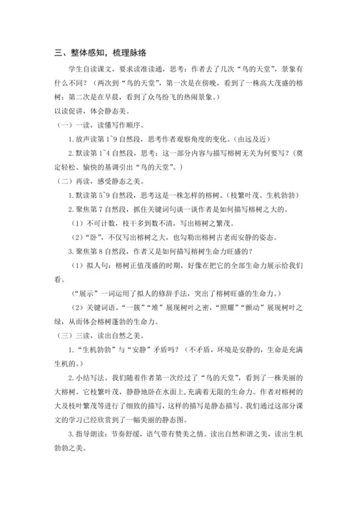 2024年秋五年级上册 23 鸟的天堂（教案与教学反思）