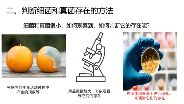 人教版生物八年级上册5.4.1《细菌和真菌的分布》课件(共22张PPT)
