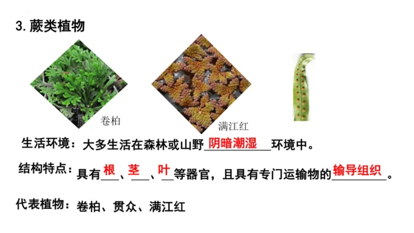 人教版七年级生物上册第三单元第一与二章复习课件(共21张PPT)