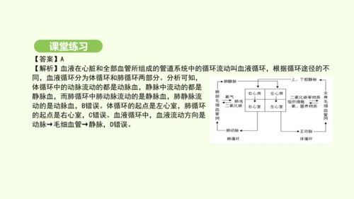 第四单元-第四章-第三节 输送血液的泵——心脏（第2课时）课件-2024-2025学年七年级生物下学