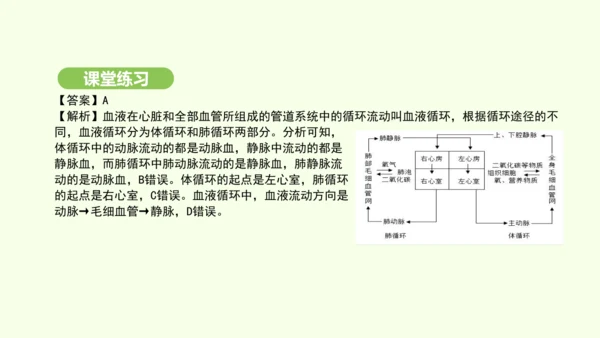 第四单元-第四章-第三节 输送血液的泵——心脏（第2课时）课件-2024-2025学年七年级生物下学