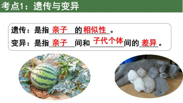 八下 第七单元复习课件(共58张PPT)