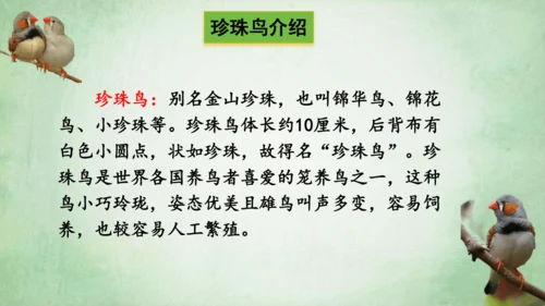 4.珍珠鸟 课件