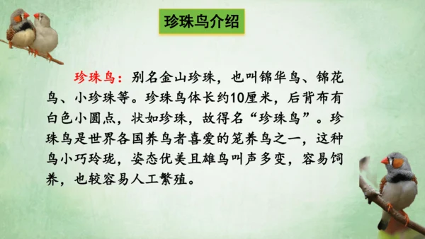 4.珍珠鸟 课件
