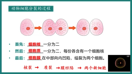 第一单元第三章从细胞到生物体（复习课件）-七年级生物上册同步教学精制课件（人教版2024）(共44张