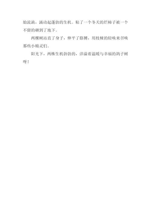鸽子树作文0.docx