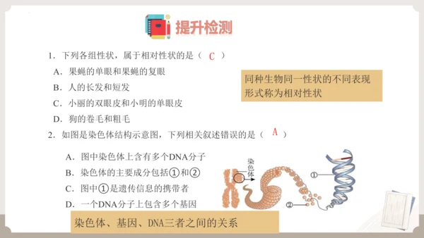 复习专题六生物的遗传与变异（串讲课件）-八年级生物上学期期末考点大串讲（人教版）(共23张PPT)