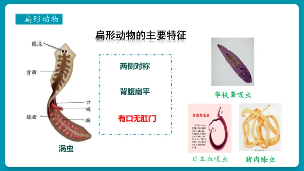 第一章动物的主要类群（复习课件）-八年级生物上册同步教学精制课件（人教版）(共25张PPT)