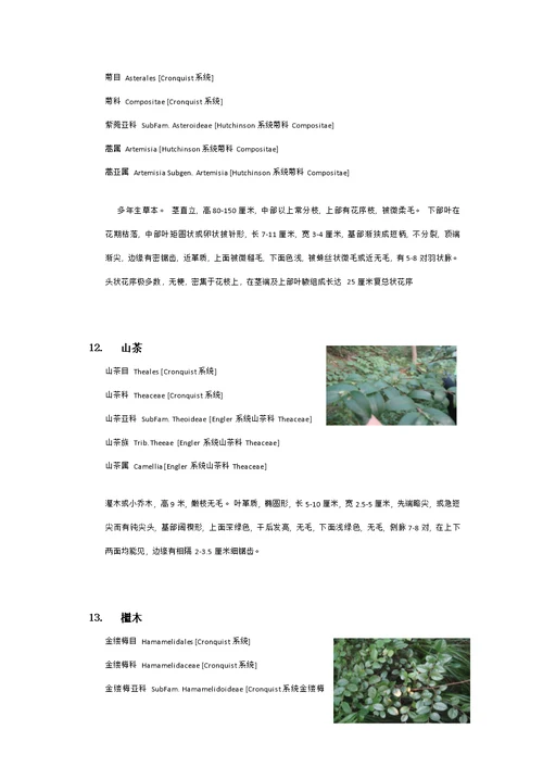 衡山植物园实习植物汇总模板