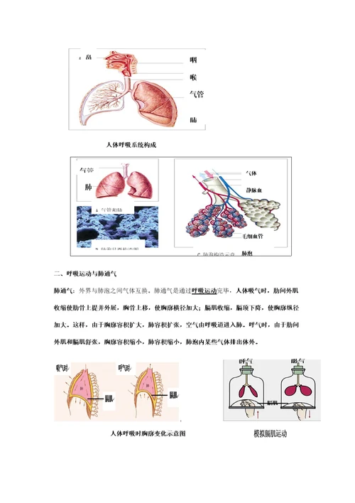 2021年人体的呼吸知识点