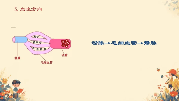 初中生物学[期末专区]七年级下册第四章和第五章复习课件(共39张PPT)