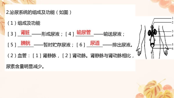 第四单元第五、六章复习课件(共33张PPT)人教版七年级下册