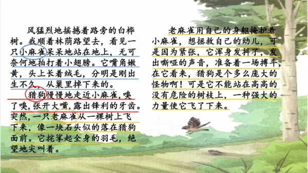 第16课《麻雀》课件