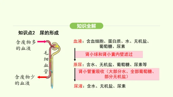 第四单元-第五章-人体内废物的排出课件-2024-2025学年七年级生物下学期人教版(2024)(共