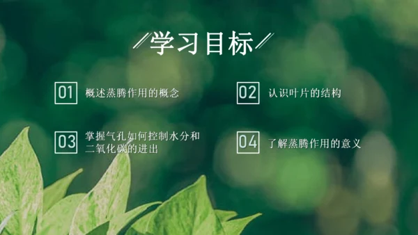 3.3  绿色植物与生物圈的水循环 课件-2023-2024学年人教版生物七年级上册(共23张PPT