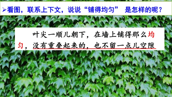 10 爬山虎的脚  课件