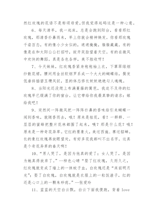 形容红玫瑰的句子.docx