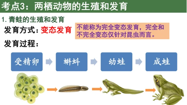八下 第七单元复习课件(共58张PPT)
