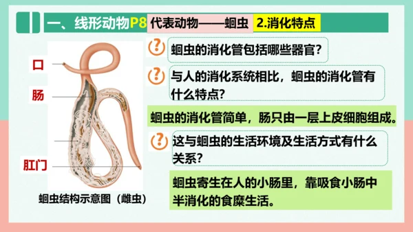 5.1.2线形动物和环节动物课件-人教版生物八年级上册(共47张PPT)