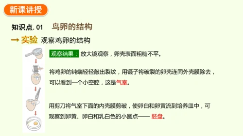 7.1.4鸟的生殖和发育-八年级生物人教版下学期同步精品课件(共24张PPT)