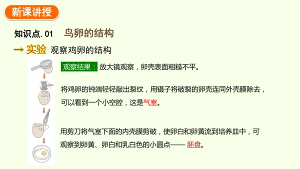 7.1.4鸟的生殖和发育-八年级生物人教版下学期同步精品课件(共24张PPT)