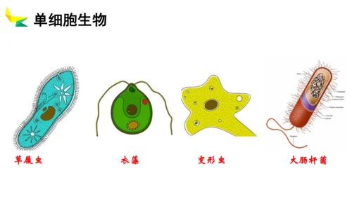2.2.4 单细胞生物-2023-2024学年七年级生物上册优质教学课件（人教版）(共20张PPT)