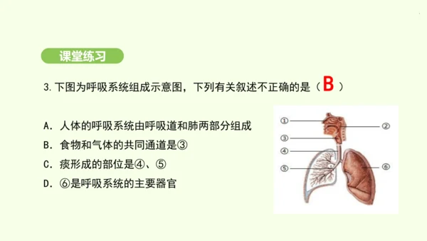 第四单元-第三章-第一节-呼吸道对空气的处理课件-2024-2025学年七年级生物下学期人教版(20