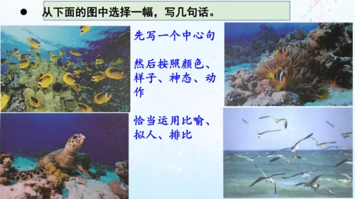 18.富饶的西沙群岛   课件