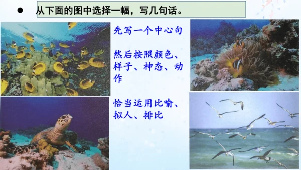 18.富饶的西沙群岛   课件