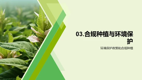 绿色烟草：实现可持续种植