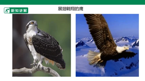 第十一课《艺术品中的动物》课件