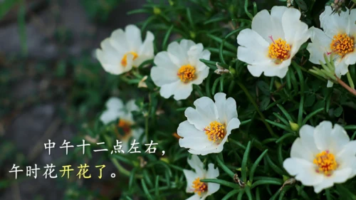 13《花钟》（课件）