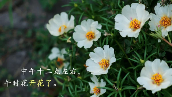 13《花钟》（课件）