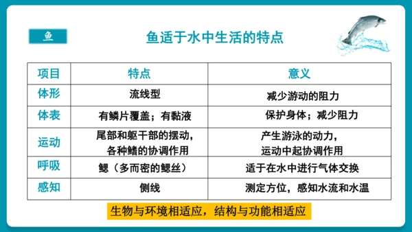 第一章动物的主要类群（复习课件）-八年级生物上册同步教学精制课件（人教版）(共25张PPT)