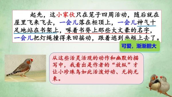 4.珍珠鸟 课件
