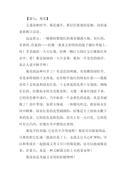 写菊花的作文400字.docx