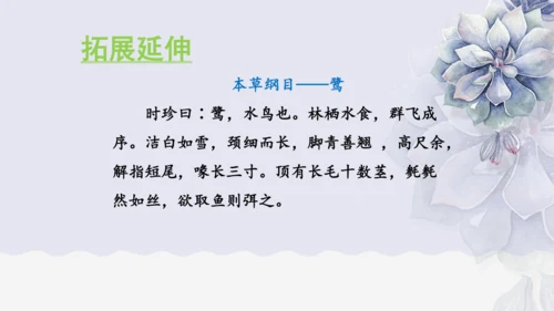 《1 白鹭》课件