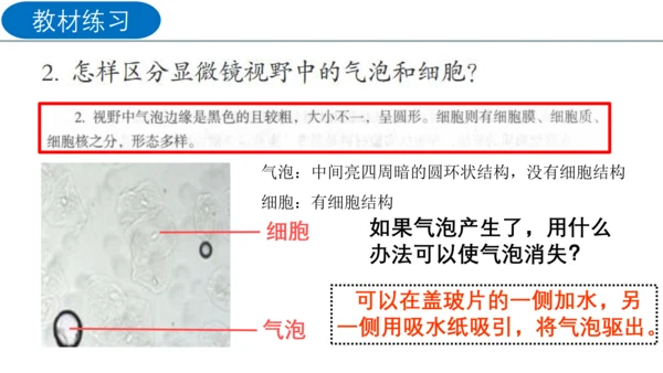 2.1.2 植物细胞（同步课件）-2023-2024学年七年级生物上册同步精品课堂（人教版）(共28