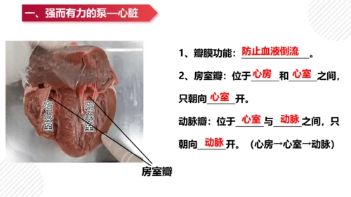 七年级下册4.4人体内物质的运输（复习课件）(共27张PPT)