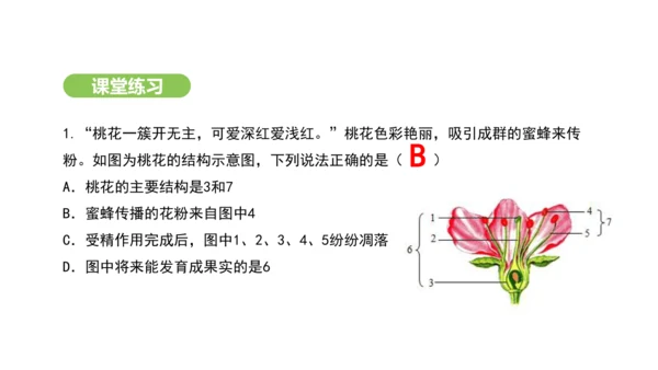 第三单元-第一章-第三节-开花和结果课件-2024-2025学年七年级生物下学期人教版(2024)(