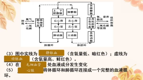 第四单元第四章人体内物质的运输 复习课件(共23张PPT)人教版七年级下册