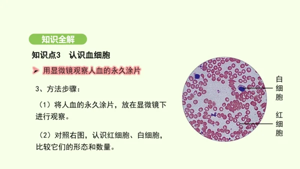 第四单元-第四章-第一节-流动的组织——血液课件-2024-2025学年七年级生物下学期人教版(20