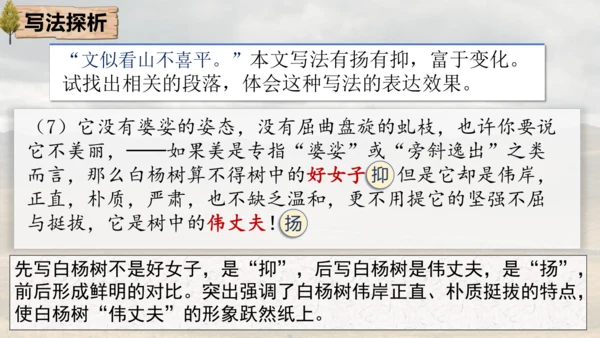 15 白杨礼赞 课件