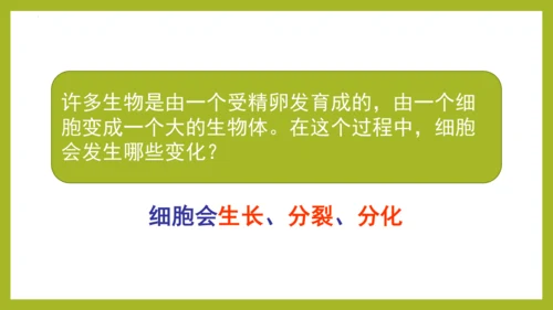 2.2.1细胞通过分裂产生新细胞课件2023--2024学年人教版生物七年级上册(共28张PPT)