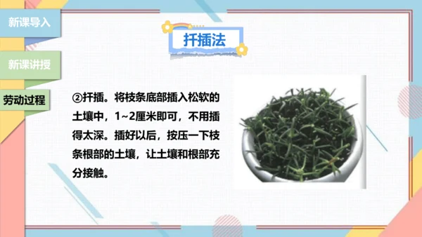 【北师大版】二年级《劳动实践指导手册》第11课《一起来种太阳花》课件