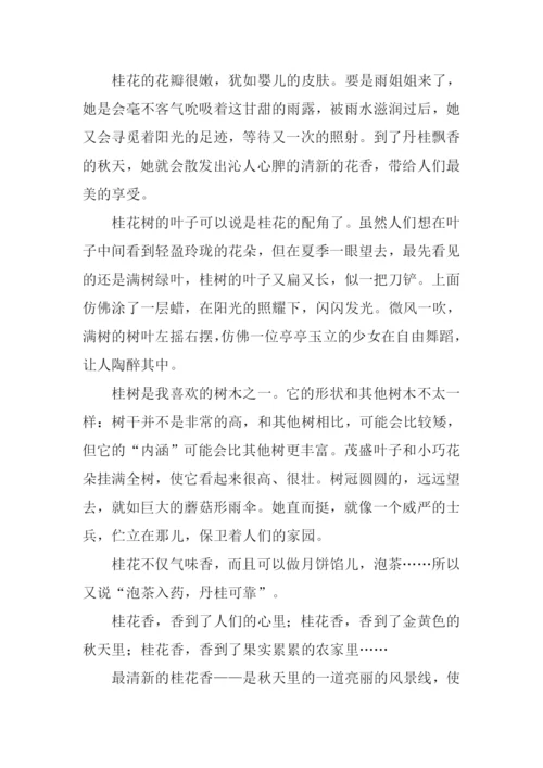 描写桂花样子的作文.docx