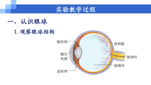 5.4《眼睛和眼镜》实验改进说课课件 (共26张PPT)  --2023-2024学年人教版物理八年