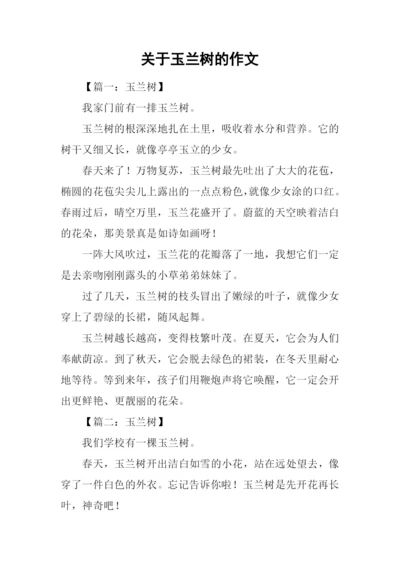 关于玉兰树的作文.docx