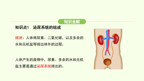 第四单元-第五章-人体内废物的排出课件-2024-2025学年七年级生物下学期人教版(2024)(共