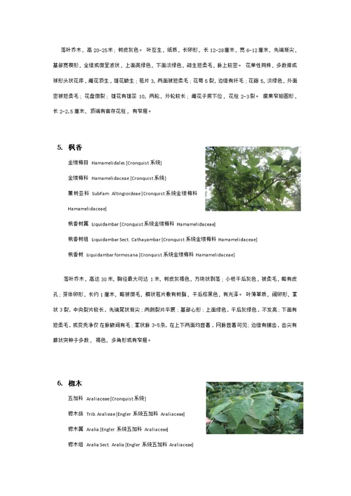 衡山植物园实习植物汇总模板